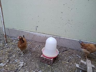 toyuq barter: Toyuq, Ətlik — 5
