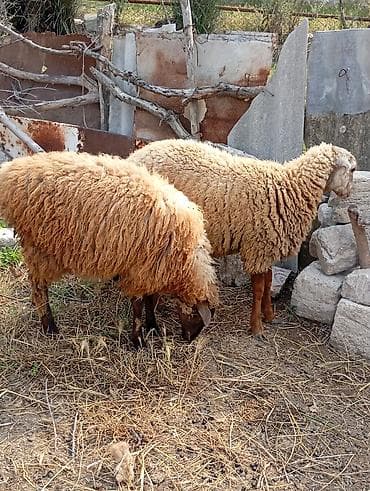 Qurbanlıq quzular satılır 051-769-38-63