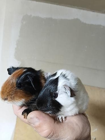 Ən sakit və ən sübür Ginepiqlər artıq hazırdır! [  ] Evdə səs-küy — 1