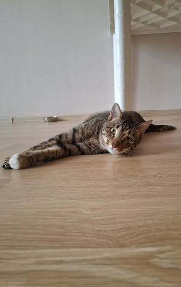 персидский кот: Самка, В добрые руки, Самовывоз — 1