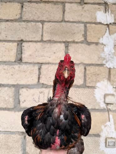 2 ayliq cuceler: Xoruz, il: 2, Ünvandan götürmə — 3