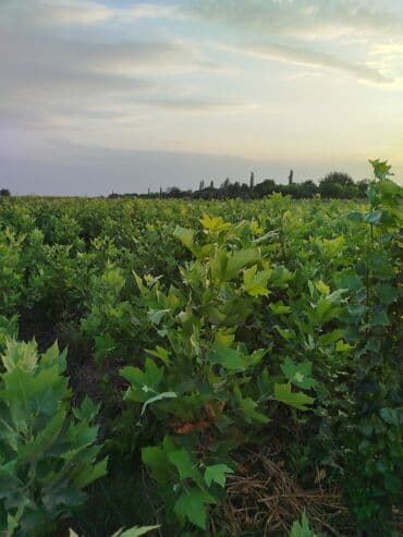 zeytun satışı: Hər növ ağac tinglerinin satışı — 7