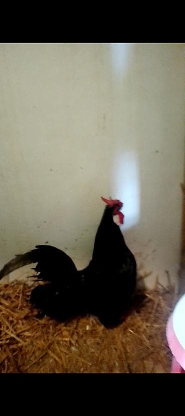 cüce yemi: Toyuq, Damazlıq — 10