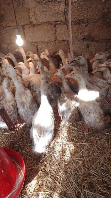 mirvari ördək: Pekin ördəyi balaları. 50 - 60 ədəd var. 1.5 - 2 kq. Maştaqada — 3