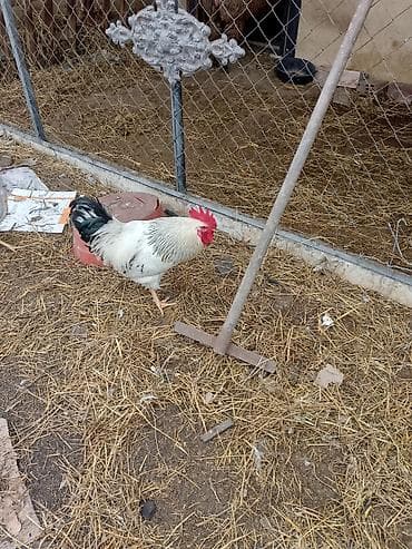 Собаки: Məhsul: Xoruz (ağ-qara ləkəli, qırmızı daraqlı) Təsvir: - Sağlam, iri — 1