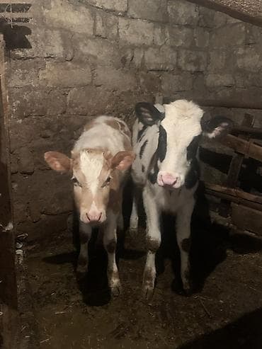 Salam,İnək balalarıdır– 2 baş dişi buzovdur. Bunların təzə anadan