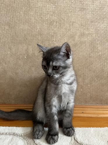 ağ pişiy: Temiz qan Oglandi 15.11.25 dogulub. Qum terbiyesi yeme oyredilib. Oz — 3