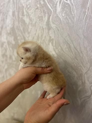 meykun pişik: Britan — 2