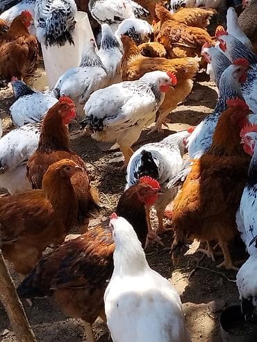 danisan quslar: Saglam 4 ayliq xoruzlar satilir 1.600-2.500 arasidi cekileri heyet — 6