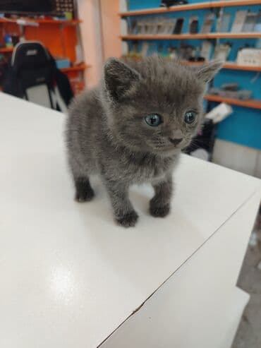 британская голубая кошка: Русская голубая, В добрые руки — 6