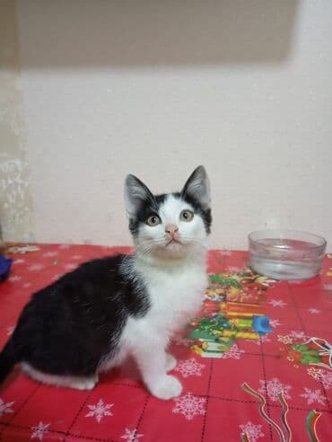 pişik cütleşdirmek: Tabbi, Yaxşı əllərə — 4