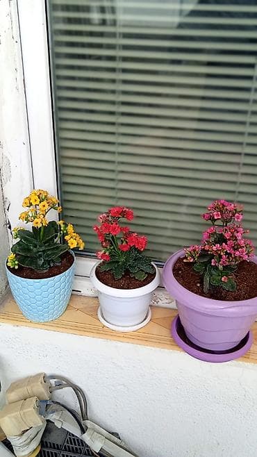 gul refleri: Kalanxoe gülləri.Hər biri torf torpaqla perlit azot və fosforu — 4