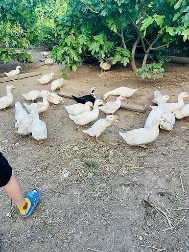 kurt ordek: Ağ ördək sürüsü – ev şəraitində saxlanılır. - Cins: Pekin tipli ağ — 2
