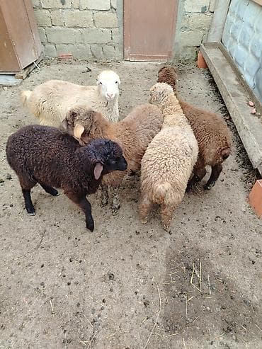 heyvan yuvasi: Məhsul: Quzu sürüsü Təsvir: - Şəkillərdə 6 baş quzu görünür. - — 5