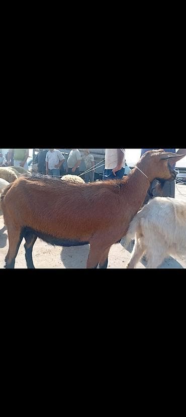 itler tap az: Salam bidenə temiz obir haş alpin 3 qarın doxub qurudub bir denə de — 1