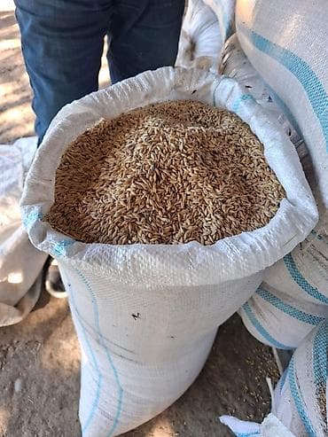 cilciraq qiymetleri: Arpa hazır muşuğda təmiz arpadır 5 Tonn qiyməti 45 qəpik — 3