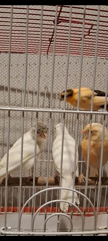 Akvarium aksessuar və ləvazimatları: Cavan Quşlar satılır hər qiymətə var — 2