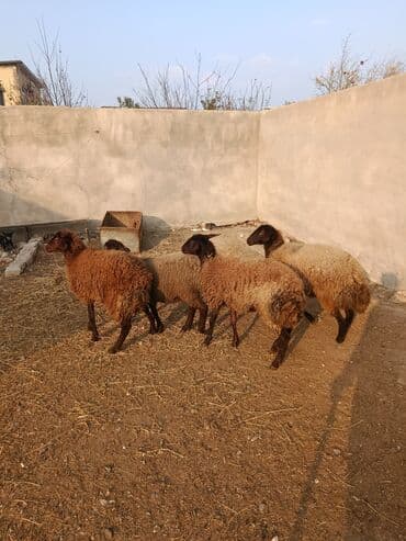 balasina sud vermeyen qoyuna ne deyirler: Qoyunlar – yerli cins, qəhvəyi-qara rəngdə, uzunqulaq, qıvrım yunlu — 1