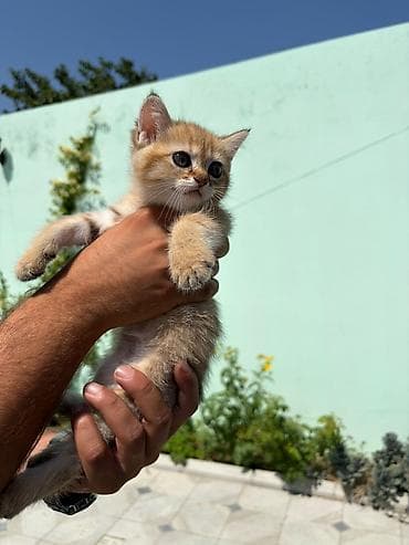 şotland pişik balası: Şotland, Dişi, Ödənişli çatdırılma — 1
