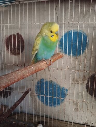 danisan quslar: Hazır cutlerdir 4 yumurtası var aktiv heyvanlardir balaya süper — 2