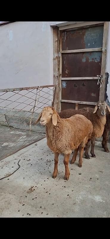 Gəmiricilər: Qoyunlar – 3 baş, ətlik/südlük yerli cins - Rəng: açıq-sarı və tünd — 7