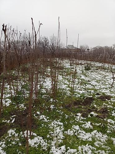 banka balon satışı: Saqlam bōyūk yerli meşe cirlari qiymeti 1.5 az — 2