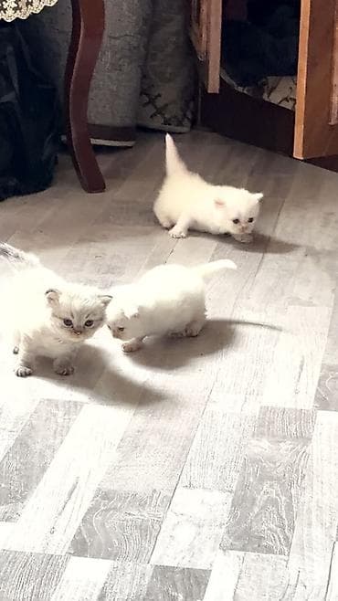 leke aparan kremler: BB və CC Krem — 1