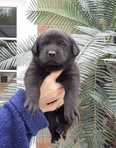 лабрадор купить: Labrador-retriver, 2 ay, Erkek, Peyvəndli — 4