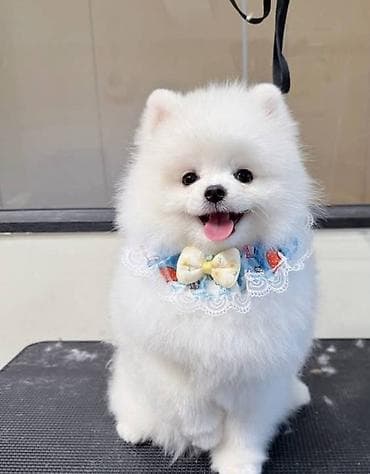 pitbull bala: Pomerain spits balası satılır dişi təmiz qan xaricdən gəlme baaldiilar — 1