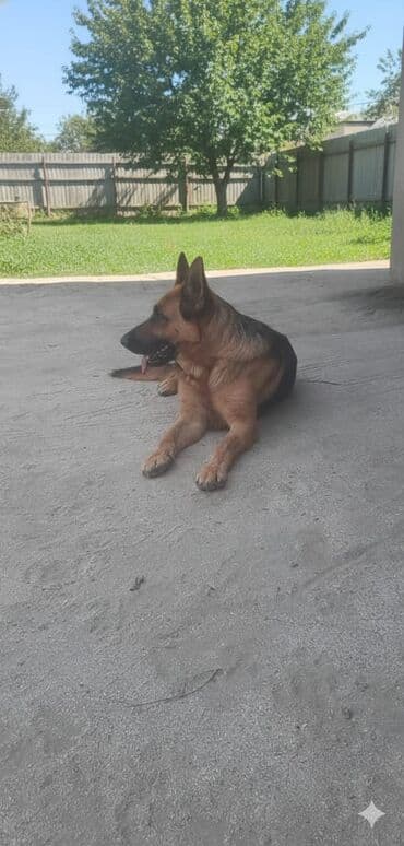 Gəmiricilər: Alman çoban iti, 8 ay, Dişi, Peyvəndli, Ünvandan götürmə — 2