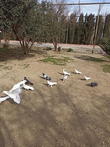 Salam 9 dənə enli quyruq 2 dənə təmiz ıran 11 quş 150 manat ünvan