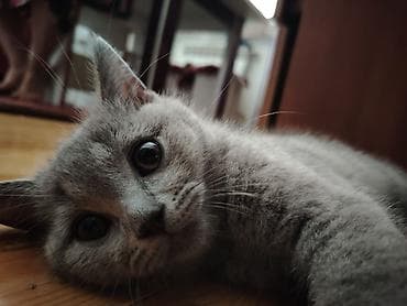 heyvanlar quşlar: Şotland, Erkək, Yaxşı əllərə, Ünvandan götürmə — 9