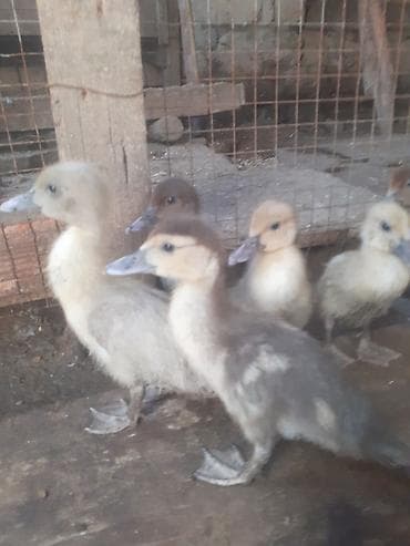 etlik iney: 7 dene ordek balasi 2 heftelik biri 5 azn. 055 880 85 29 — 8