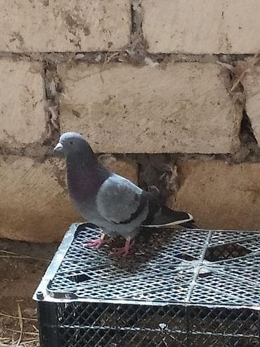 korella quşu: Göy erkək və qırmızı maya göyərçin cütü.goy erkəyin 4 saat uçuşu var — 2