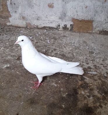 ev quşları haqqında araşdırma: Hazir cut erkey maya 12 13 tukler 2 side tutulmadi — 5