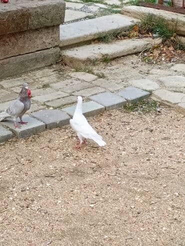 göyercin yuvasi: Ağ rəngli ev göyərçinləri - Rəng: əsasən tam ağ, bəzilərində qara ağ — 5