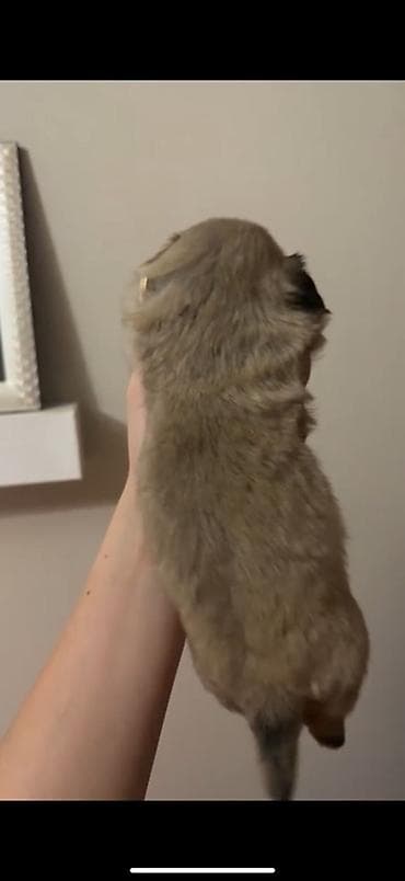 it balasi: Pekines, 1 ay, Erkek, Sənədli, Ödənişli çatdırılma — 4