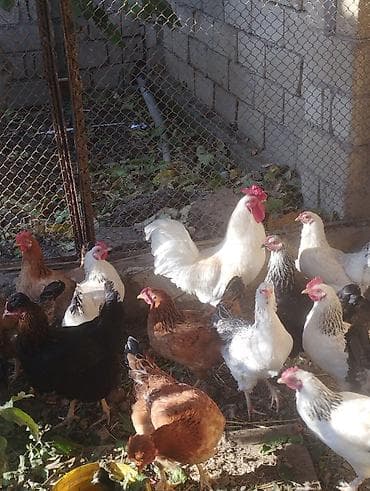 Akvariumlar: Xoruz, il: 1, Ünvandan götürmə — 2