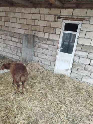 Gəmiricilər: Hər ikisi cins quzlaridir iksdə dişdir 5-6 aylıq quzlardir qiyməti — 16