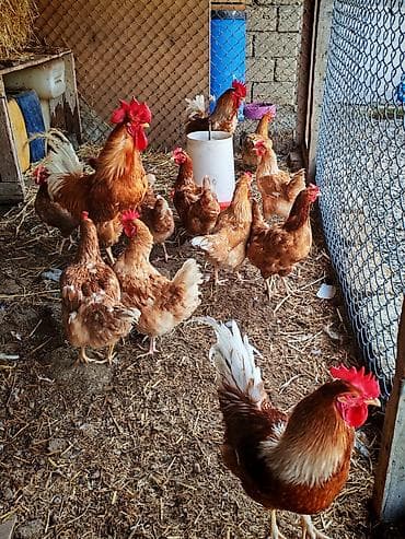 Inəklər, öküzlər: Toyuq, Yumurtalıq, Ünvandan götürmə — 7