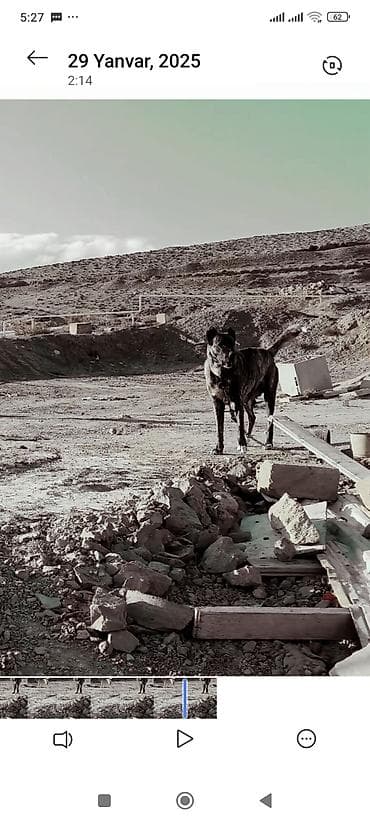 golden retriever satış: Qafqaz çoban iti, Peyvəndli — 2