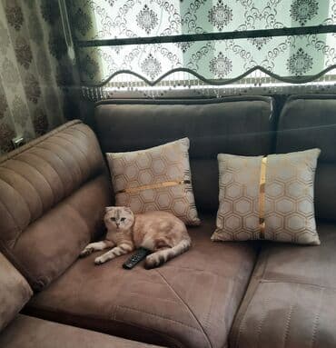 şotland pişiyi: Şotland, Erkək, Cütləşmə üçün — 2