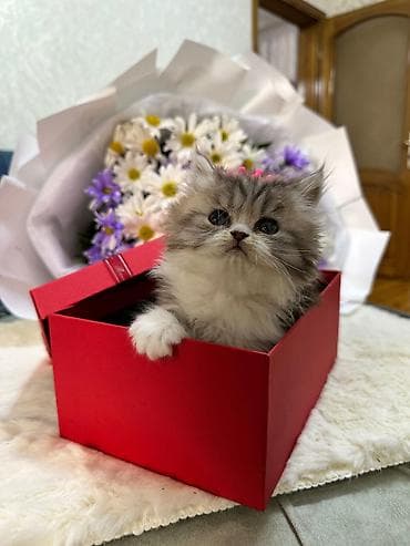 bala it: Dişi, Yaxşı əllərə — 7