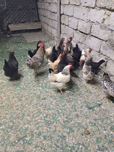 hazır yuva: Toyuq, Damazlıq — 11