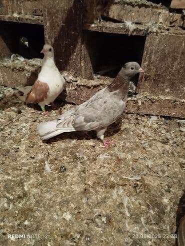 goyercin parkta tapilib sahibi axdarilir: Hazır cütdülər.Soğan ebrew qizğin erkək 18 tükdür.Maya 13-14 tük — 3