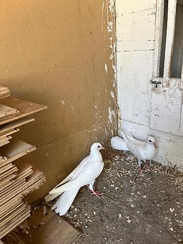 goyercin bazari: Ata ana bir balalar haça quyrug — 4