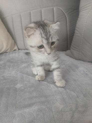 pişik şotland: Şotland — 2