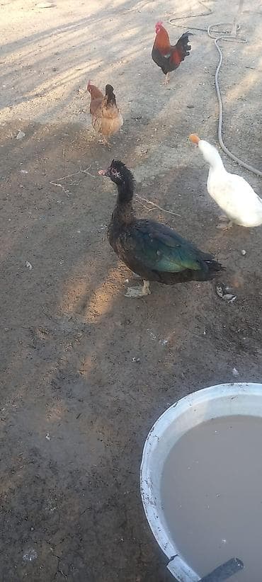 erkek: Qiymət 3nə aiddir, fındıqı. zümrüdü. macar ərkəylər aktiv və ağır — 3