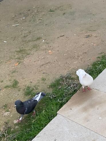 əbabil quşu qiyməti: Hamsin bir yerden. Satirlir 60 azen hamsin cutun — 5