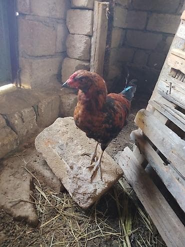 kanada sortu hinduska: Yerli kənd təsərrüfatı üçün toyuq (xoruz görünüşlü gənc quş) — 2